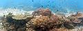 Panorama coral reef